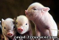 Вклад ЗАО «Мичуринской свиноводческой компании» в развитие АПК региона.