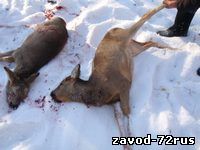 Упорово. Браконьеры осуждены за убийство пяти сибирских косуль