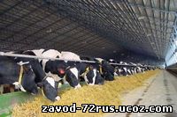 В Заводоуковске обсудят передовые технологии в молочном и мясном животноводстве