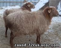 Два жителя Заводоуковского р-на украли 6 овец